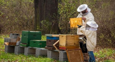 Kolik medu průměrně vyprodukuje jedna včela za svůj život, což ovlivňuje sběr